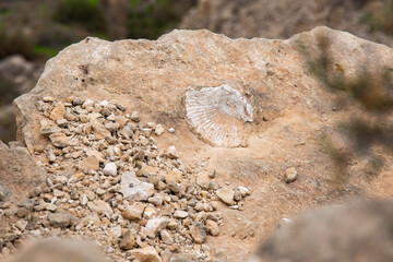 Fossil shell on the mountain next to rockslides and stones