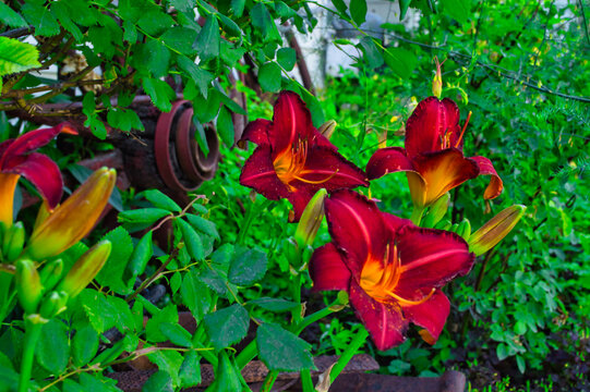 Selective Focus Shot Of Daylilies