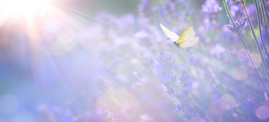 Abstract Spring or Summer floral background; beautiful lavender flower against evening sunny sky...