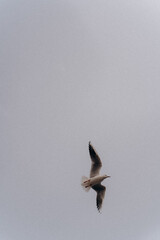 bird, flying