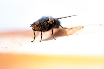 Isolated fly on an ocher background located on the wall of an difuse urban garden