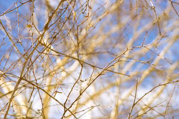 Bare birch tree in blue sky with white clouds