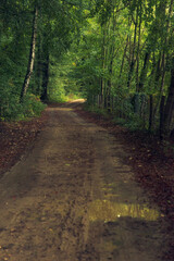 Fototapeta premium Dirt road in a lush green summer forest.