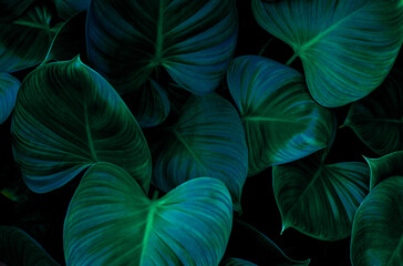 Full Frame of Green Leaves Texture Background. tropical leaf