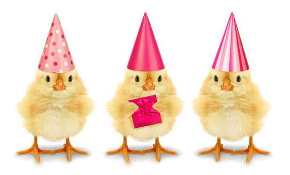 Three chicks with high birthday hats isolated on white background