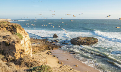 The beautiful landscape of the Pacific coast, birds fly over the ocean rocks, waves, Santa Cruz and Davenport have some of the most beautiful beaches in California.