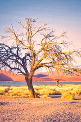 Vertical shot of dead tree in the desert of Sossusvlei, Namibia, dramatic light during golden hour