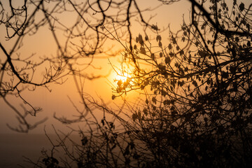 Beautiful orange sunrise shining brightly through tree branches in forest countryside rural scene with twigs and leaves silhouetted by sunset in woods glowing through mist and fog