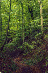 Hike trail in lush green forest.