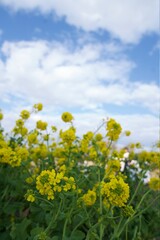 菜の花