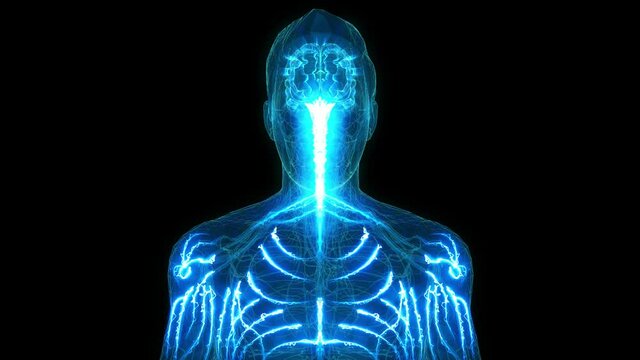 Human Brain and Nervous system