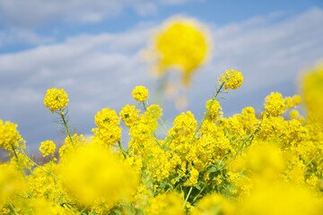 菜の花