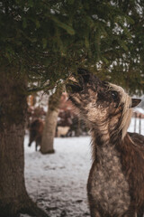 a horse in the winter forest is eating from the fir trees