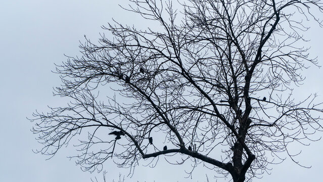 Crows sitting on bare winter tree on a gray sky background. Space for text.