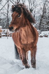 A horse enjoys the beautiful winter landscape and runs happily through the snow on the pasture