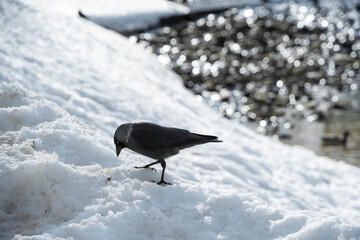 Black bird looking for food in a snow