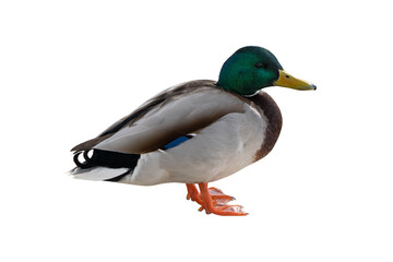 Close up of a mallard drake. Wild duck isolated on a white background