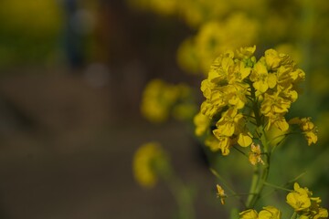 菜の花