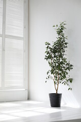 young ficus benjamin curly potted plant by the window in the interior