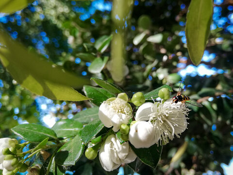 white flowers on a tree