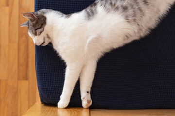 Close up of beautiful domestic cat sleeping on bed, flat lay