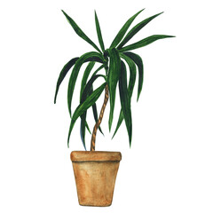Dracaena houseplant in pot isolated on white background. Watercolor hand drawing illustration. Dragon tree with lush dark green foliage. Perfect for urban jungle indoor design.
