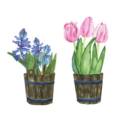 Blue hyacinth and pink tulip in wooden bucket isolated on white background. Watercolor hand drawing illustration. Spring design for print.