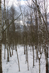 birch trees on the outskirts of the city in winter
