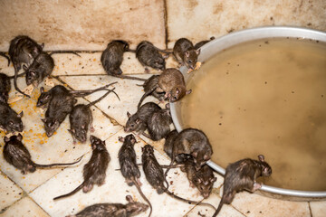  Rats drinking water offered by hindu pilgrims in  Karni Mata Temple (Rats Temple) at Deshnok  near...