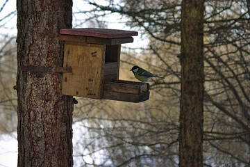 titmouse at the feeder for the birds