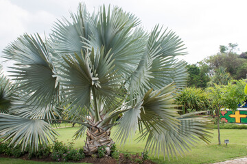 Giant palm tree at botanical garden