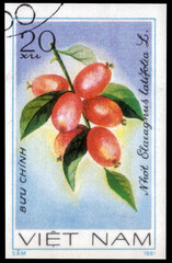 Postage stamp issued in the Vietnam with the image of the Oleaster, Elaeagnus latifolia. From the...