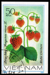 Postage stamp issued in the Vietnam with the image of the Strawberries, Fragaria vesca. From the...