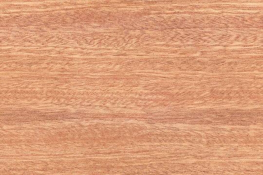 Seamless texture of African sapele tree. Mahogany wood pattern.