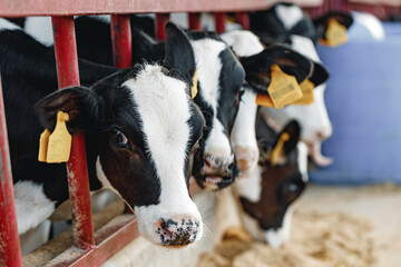 Young bull calf in a stall on a farm © fotofabrika