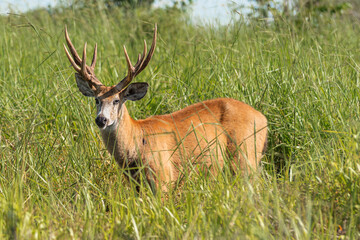 Marsh deer adult male with horns, grazing in green field with tall grass