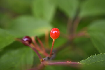 Fototapeta premium さくらの実