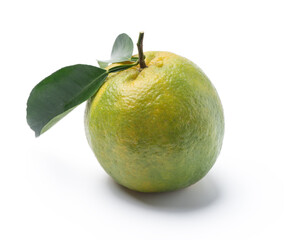 Beautiful immature green tangerine isolated on white background.