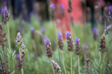 details of a beautiful lavender field with blurred background