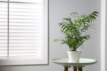 Beautiful Ravenea rivularis plant in pot on table indoors, space for text. House decor