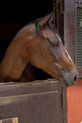 brown horse in his stall watching the movement outside