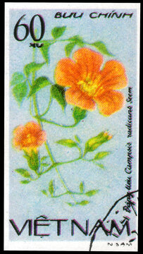 Postage stamp issued in the Vietnam with the image of the Trumpet Creeper, Campsis Radicans. From the series on Creeping flowers, circa 1980
