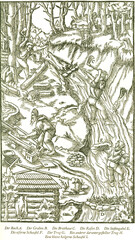 Das Waschen der Zinnerze im Graben mit der Seifengabel und im Läutertrog. Georgius Agricola, Berg- und Hüttenwesen, 1556. 