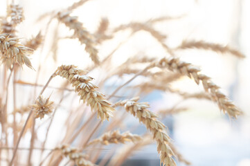 Photo of wheat plant farm grain