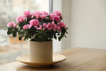 Beautiful house plant on wooden table near window. Space for text
