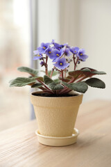 Beautiful house plant on wooden table near window