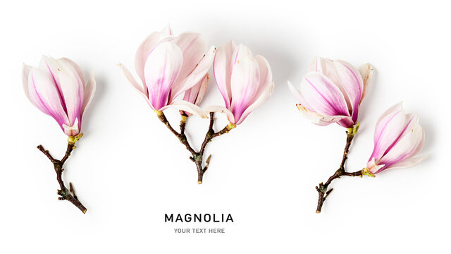 Magnolia blossom, creative banner with beautiful spring flowers