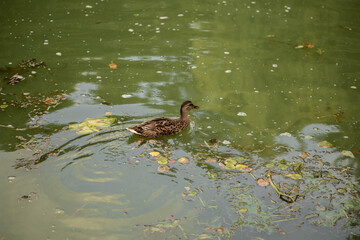 Wild duck swimming on a blooming green water. Ducks in a green pond background. Minsk, Belarus.