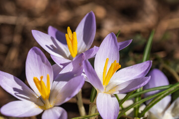 Close up of the first harbingers of spring, a purple crocus in bloom in the park on a sunny spring day