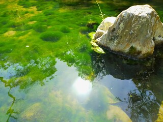 史跡和歌山城の日本庭園（紅葉谷庭園）の池野水が藻で緑色になった春の風景（コピースペースあり）
